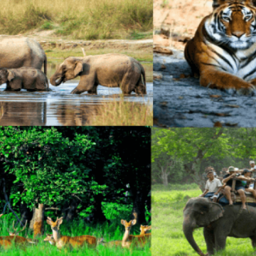 Wildlife Tour in Nepal